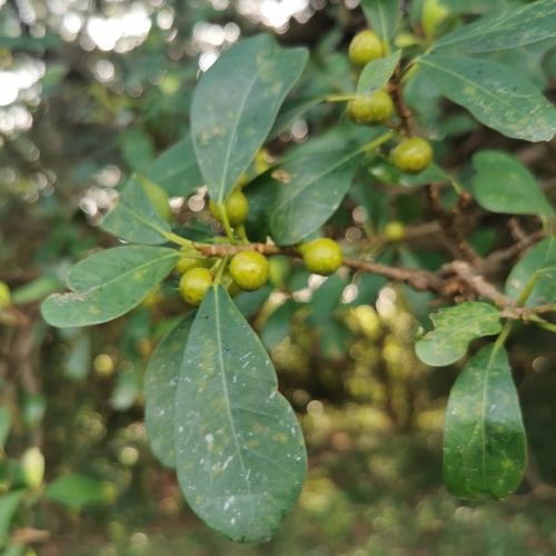 Ficus natalensis (Bark cloth fig) — photo