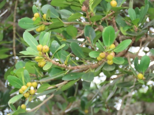 Ficus natalensis (Bark cloth fig) — photo