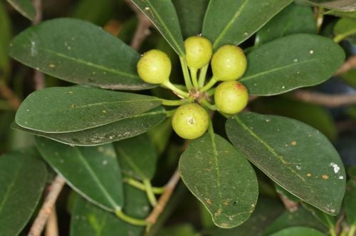Ficus natalensis