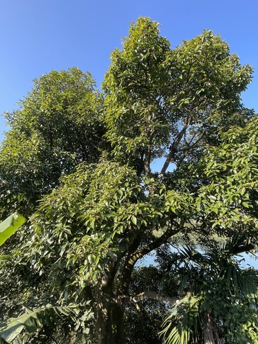 Ficus nervosa (Kurbo) — photo
