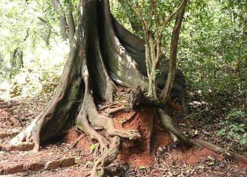 Ficus nervosa (Kurbo) — photo