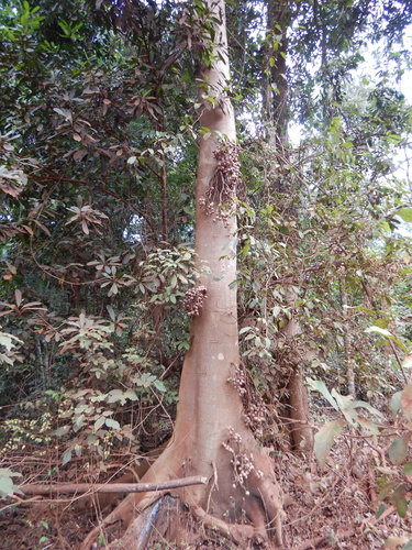 Ficus nodosa (Rocky River Fig) — photo