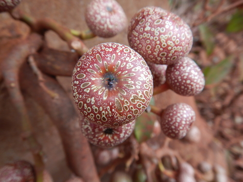Ficus nodosa (Rocky River Fig) — photo