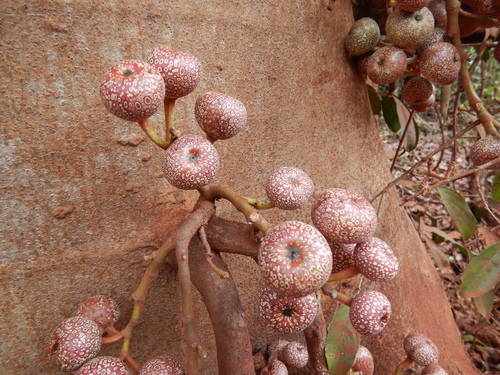 Ficus nodosa