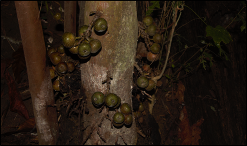Ficus nota (Rough-leaved fig) — photo