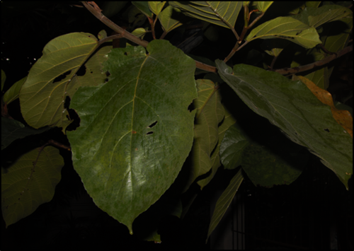 Ficus nota (Rough-leaved fig) — photo