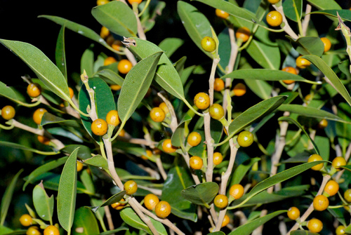 Ficus obliqua