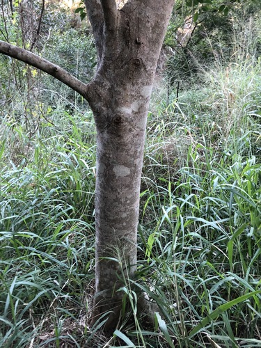 Ficus obliqua (Small-leaved fig) — photo