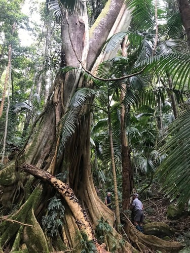 Ficus obliqua var. petiolaris