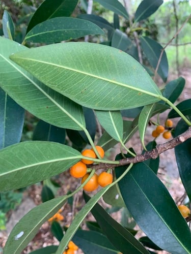 Ficus obliqua var. petiolaris (Larger small-leaved fig) — photo