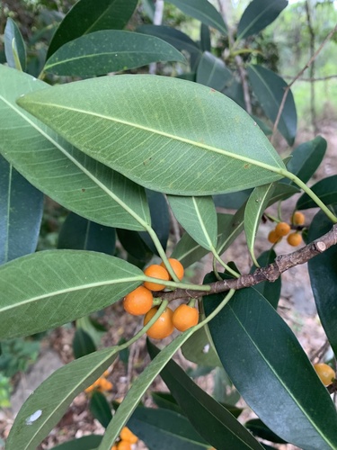 Ficus obliqua (Small-leaved fig) — photo