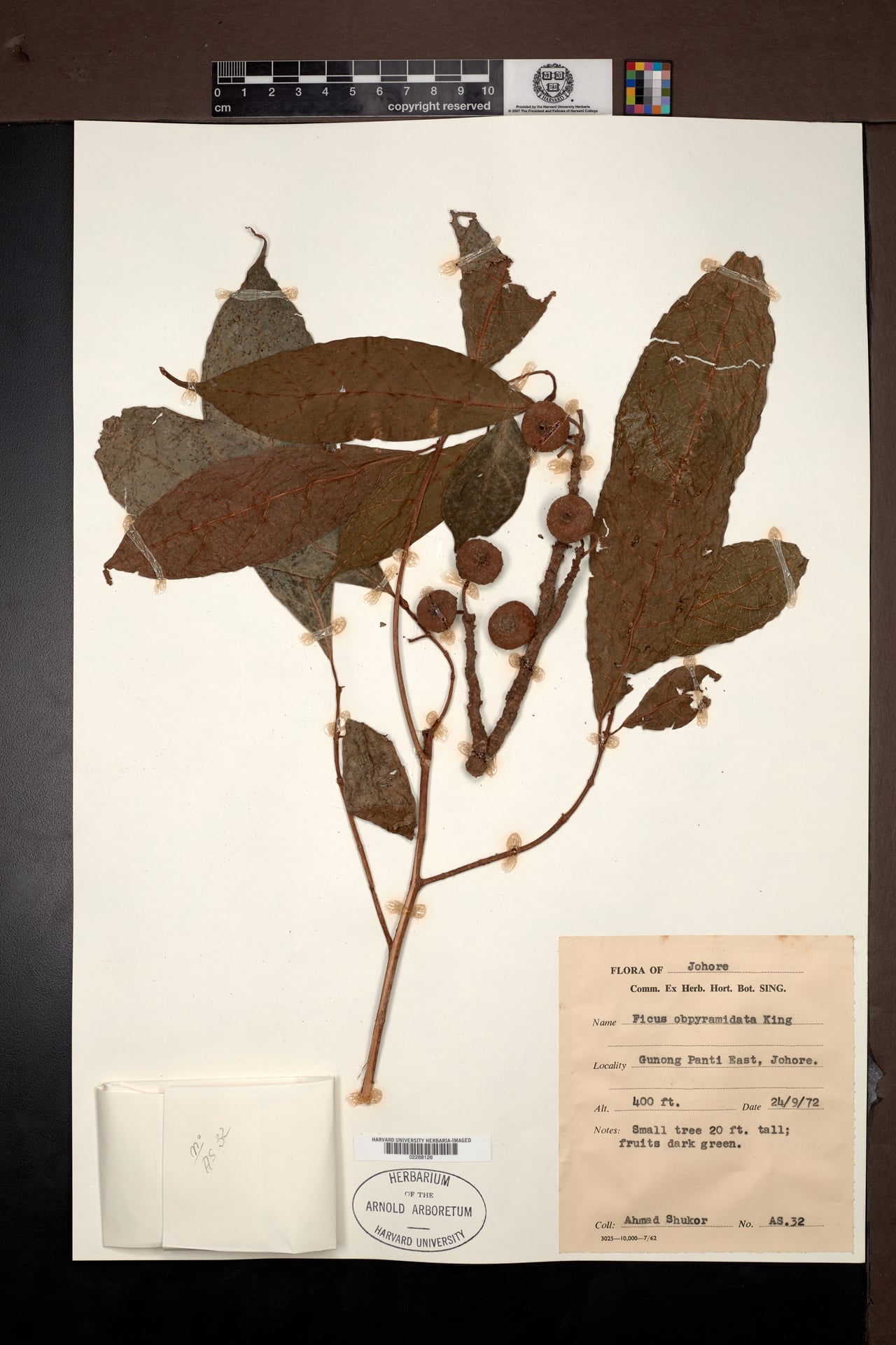 Ficus obpyramidata (Soft fig) — photo