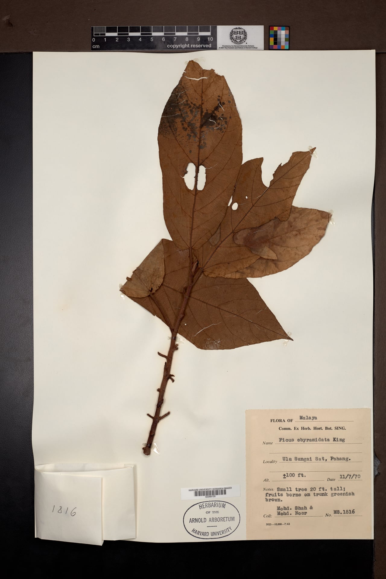 Ficus obpyramidata (Soft fig) — photo