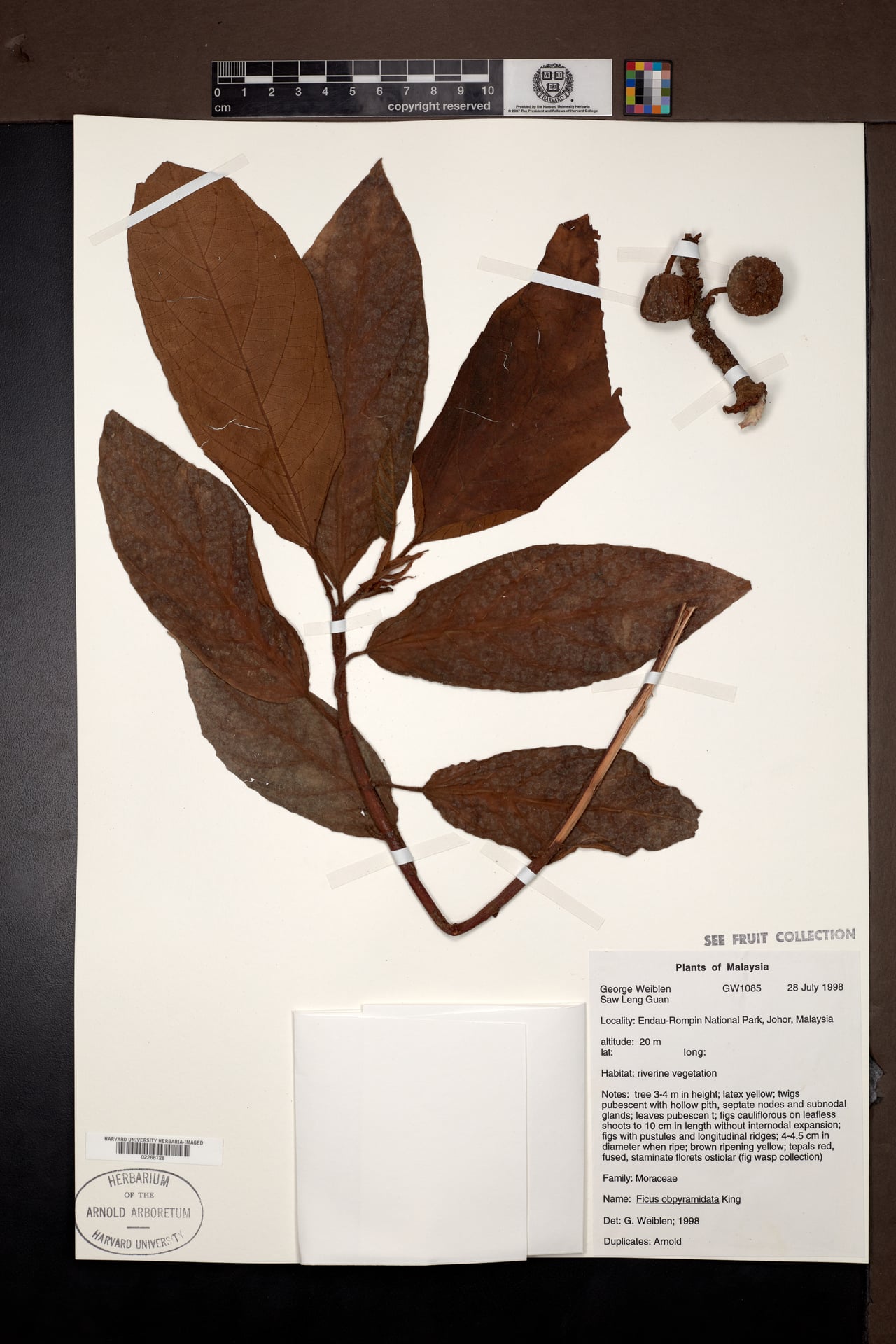 Ficus obpyramidata
