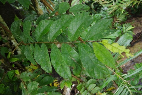 Ficus obscura — photo
