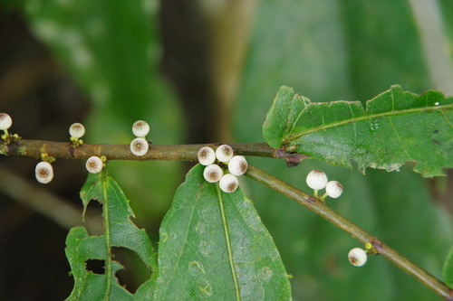Ficus obscura — photo
