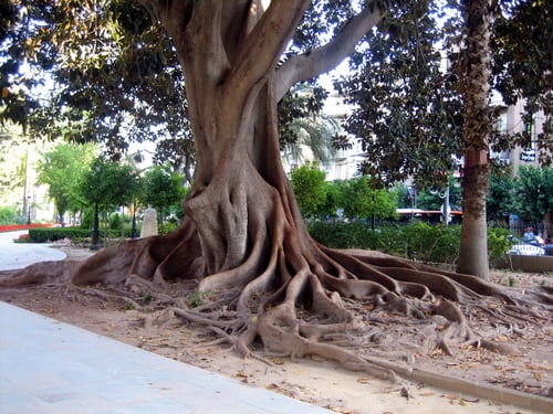 Ficus obscura