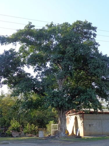 Ficus obtusifolia (Caxinguba-tinga) — photo