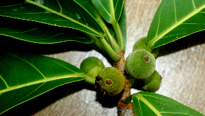 Ficus obtusifolia (Caxinguba-tinga) — photo