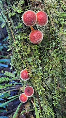 Ficus odoardi (Alafasu) — photo