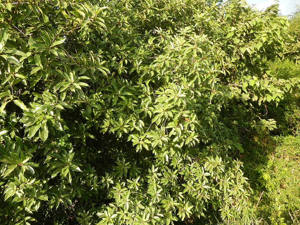 Ficus odorata (Pakiling) — photo