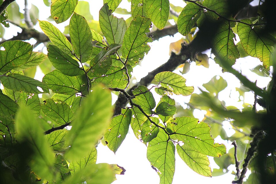 Ficus odorata (Pakiling) — photo