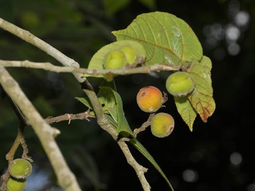 Ficus odorata