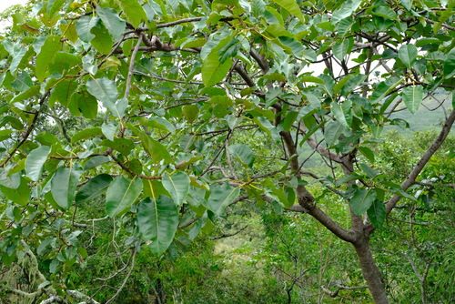 Ficus ovata — photo