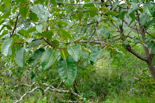 Ficus ovata — photo