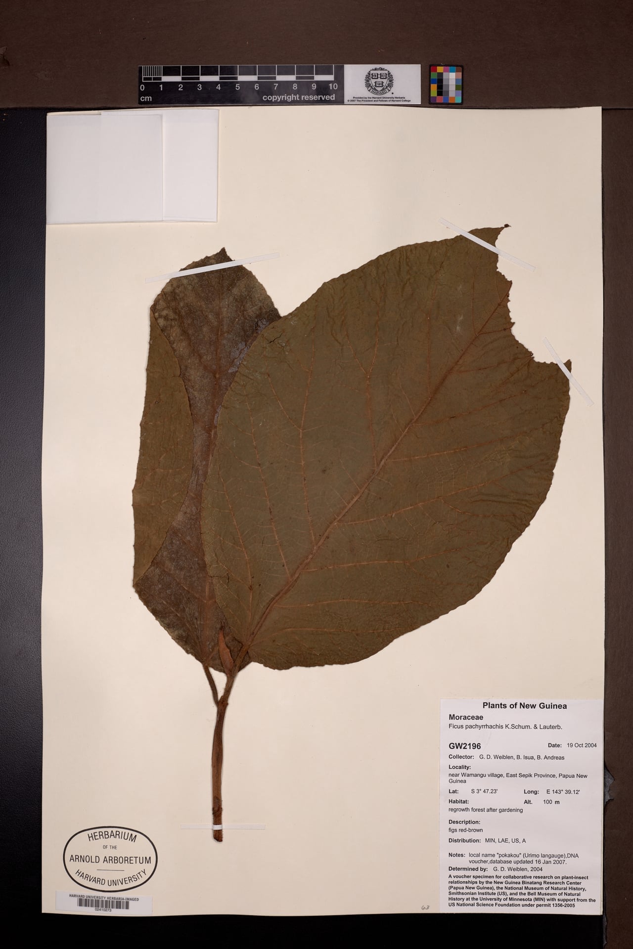 Ficus pachyrrhachis (Awala fig tree) — photo
