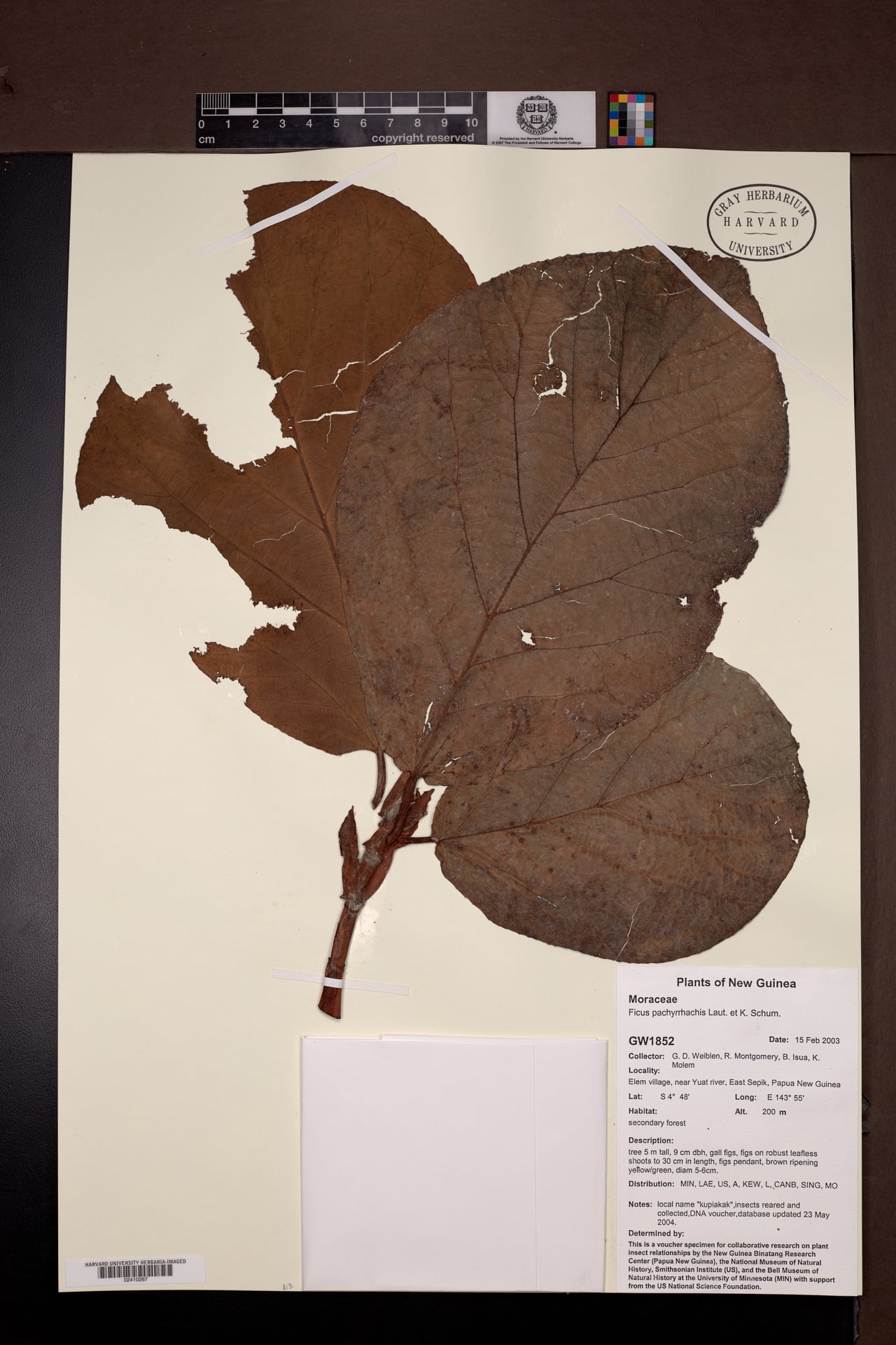 Ficus pachyrrhachis (Awala fig tree) — photo