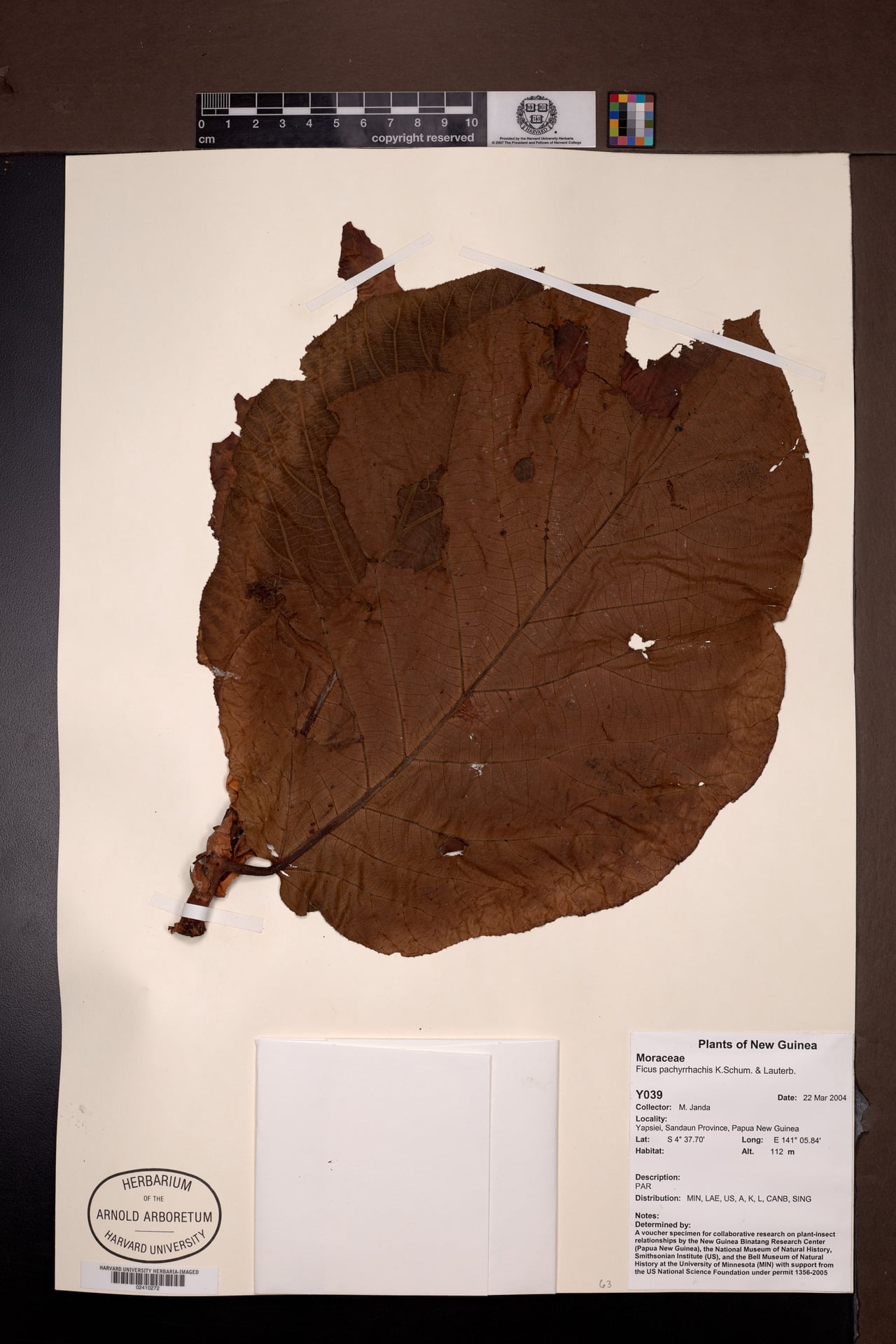 Ficus pachyrrhachis