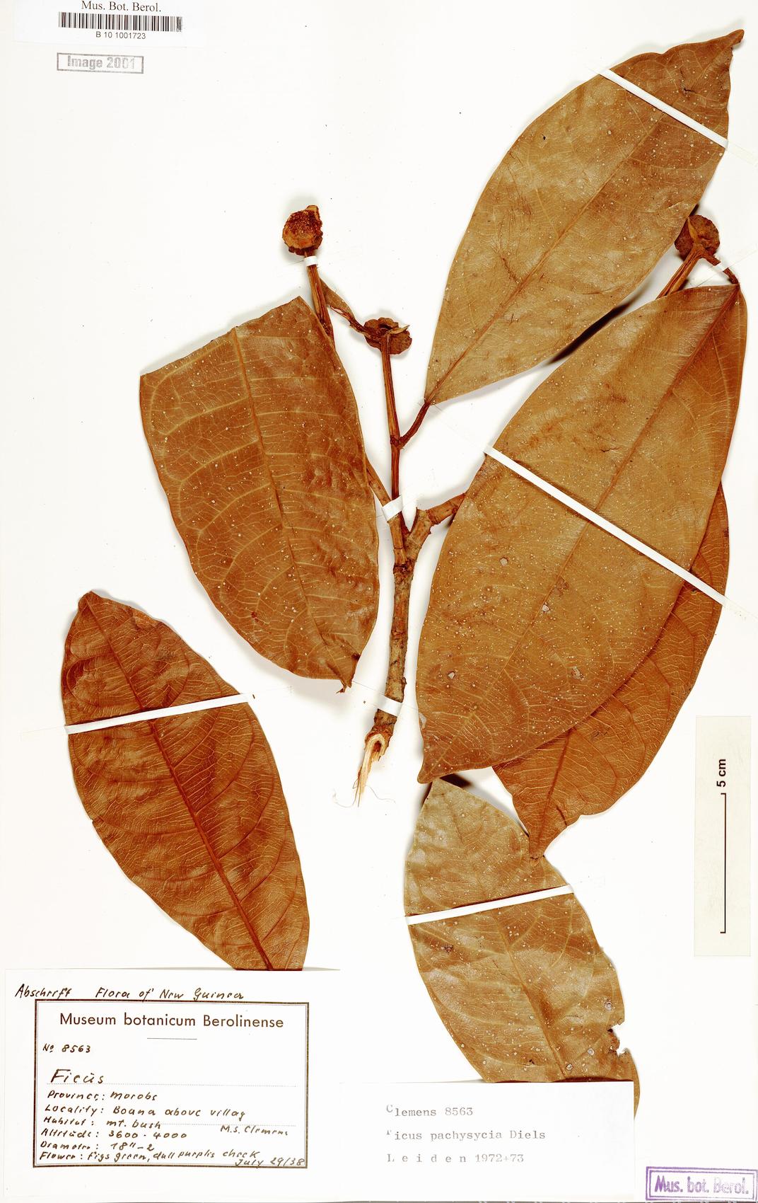 Ficus pachysycia — photo