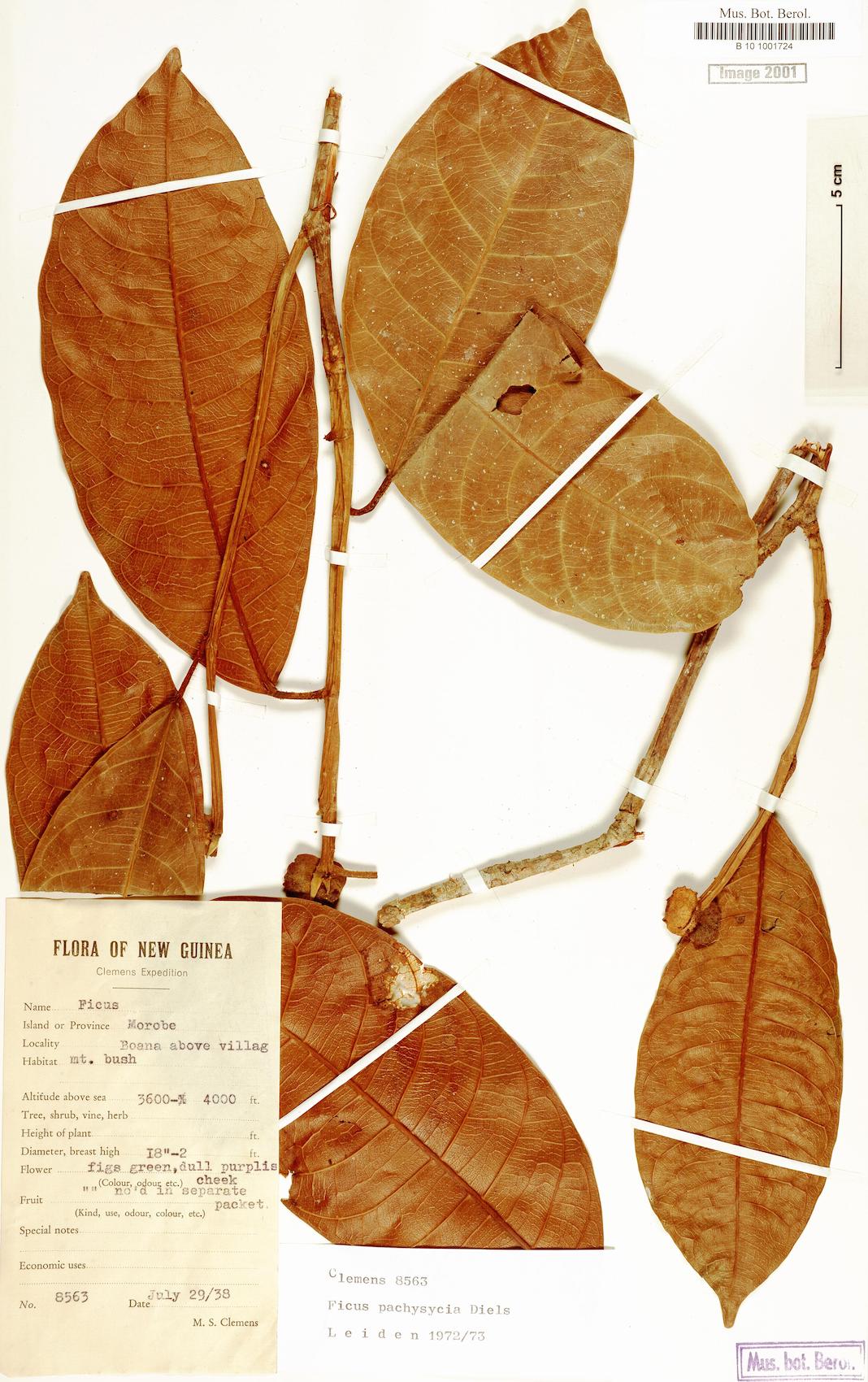 Ficus pachysycia — photo