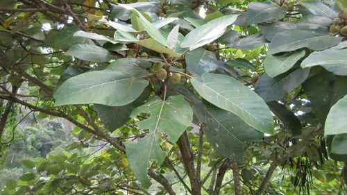 Ficus padana — photo