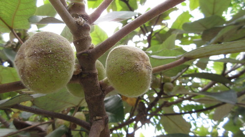 Ficus padana — photo