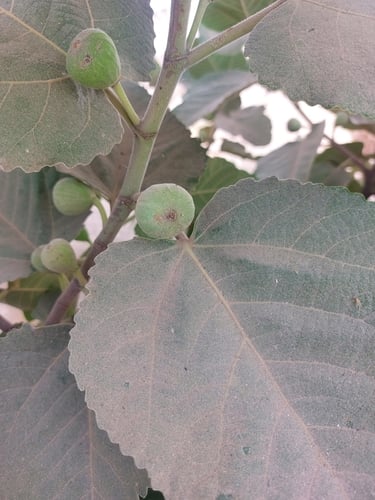 Ficus palmata (Punjab fig) — photo
