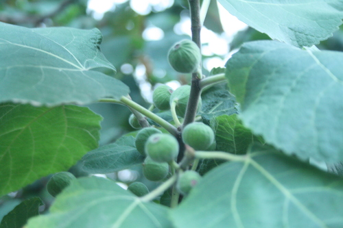 Ficus palmata