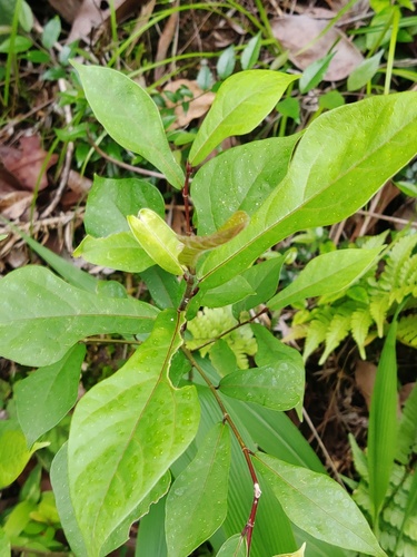 Ficus pandurata — photo