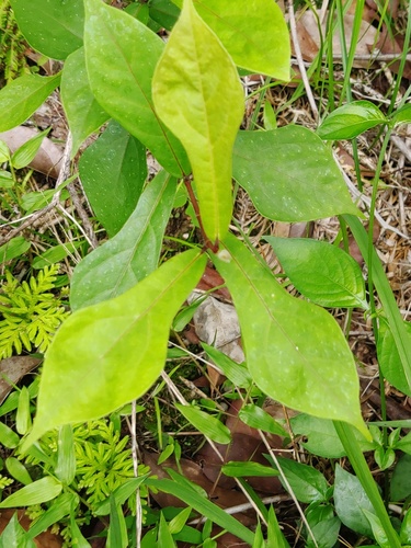 Ficus pandurata — photo
