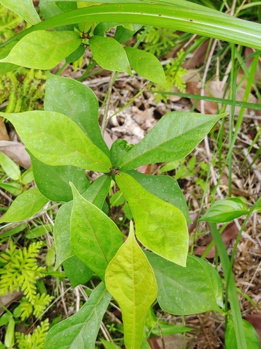 Ficus pandurata