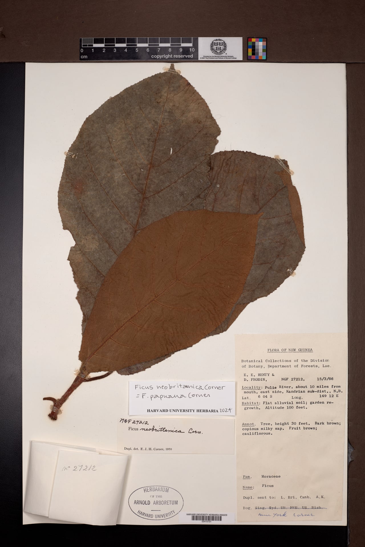 Ficus papuana — photo