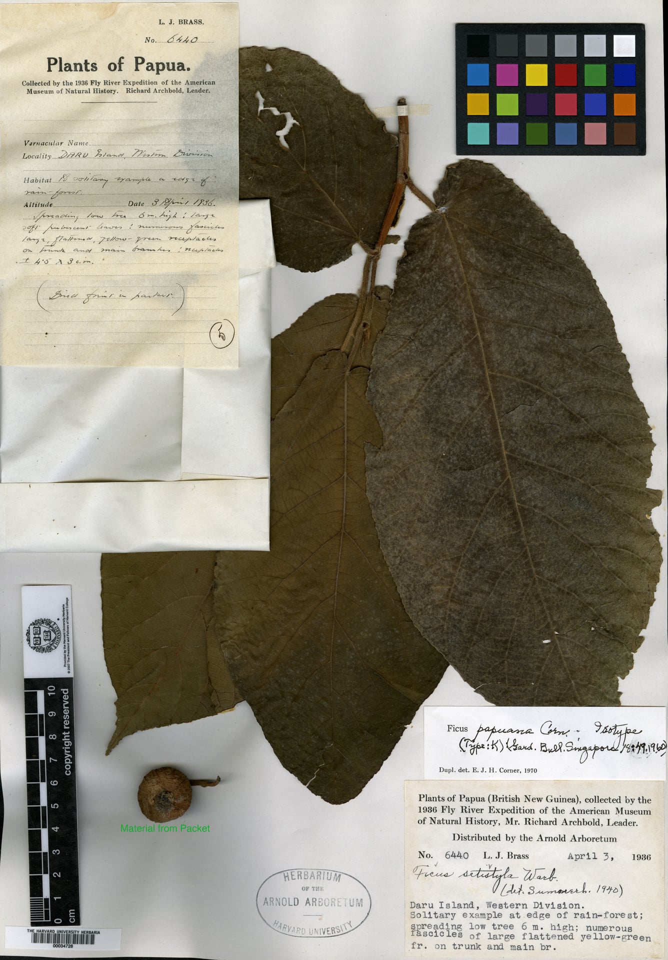 Ficus papuana — photo