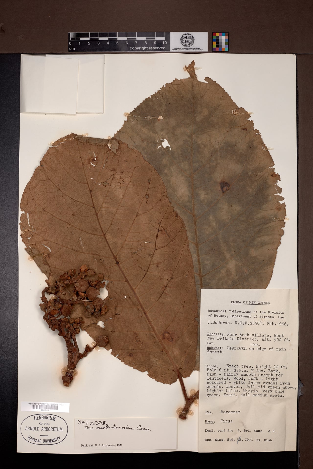 Ficus papuana