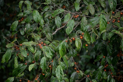 Ficus parietalis — photo