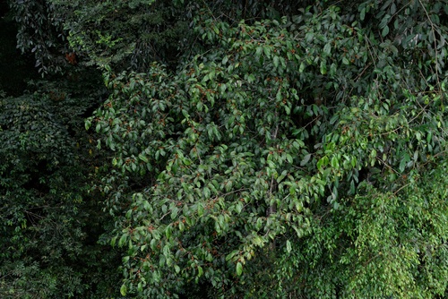 Ficus parietalis — photo