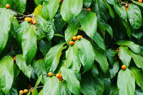 Ficus parietalis