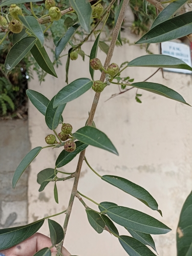 Ficus pertusa (Perforated fig) — photo