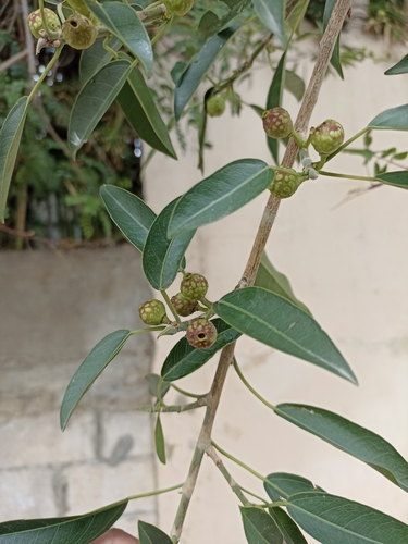 Ficus pertusa (Perforated fig) — photo