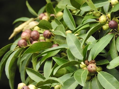 Ficus pertusa